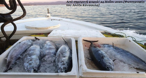 Επιτέλους έφτασαν! ΟΡΚΙΝΙ- Από την Ιερισσιώτικη παραδοσιακή κουζίνα