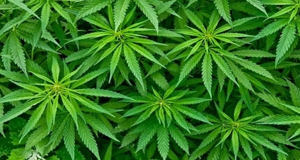 Πάνω από το 50% των 16χρονων στην Ελλάδα θεωρεί ακίνδυνη τη δοκιμή κάνναβης