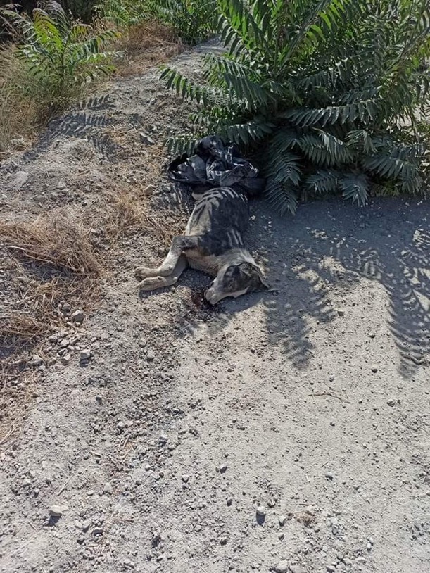 Κρήτη Ηράκλειο: Δολοφόνησαν με φόλες σκυλάκια στις Αχαρνές 11 0F22DB03 8293 427E B83E 86C6D256EC0B