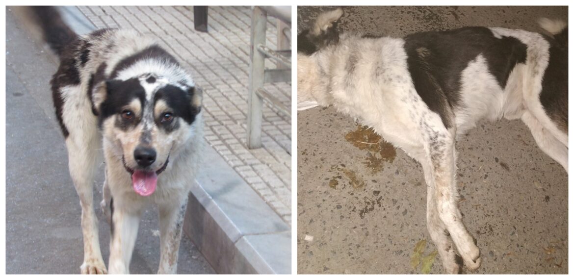 DOG KILLER FOLA SKYLO ΦΟΛΑ ΣΚΥΛΙΑ ΣΚΥΛΟ
