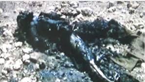 55FF2440 2D1F 460C 8A52 CB175CD2C646