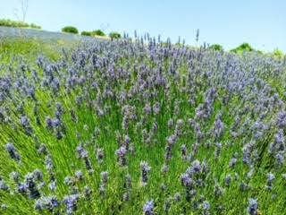 7EDF4EE3 F161 4152 93DC 02D01DE7D29E