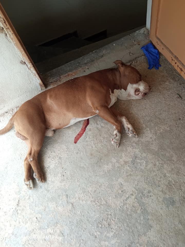 Ξεσπά η ιδιοκτήτρια του σκύλου που πυροβολήθηκε από αστυνομικό: Θα πληρώσει ο υπεύθυνος της εν ψυχρώ δολοφονίας 21 05E4845B 1419 42D5 8498 EDEFCDDC15B3