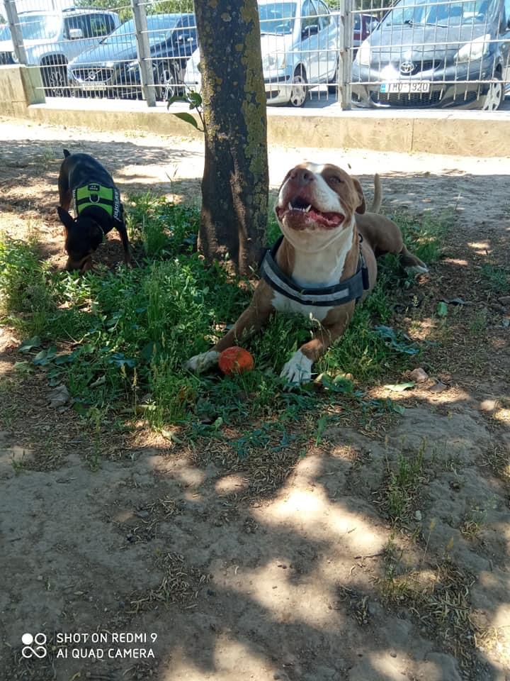 Ξεσπά η ιδιοκτήτρια του σκύλου που πυροβολήθηκε από αστυνομικό: Θα πληρώσει ο υπεύθυνος της εν ψυχρώ δολοφονίας 17 123AA101 C0DD 4FBF 934B 041D30983EEB