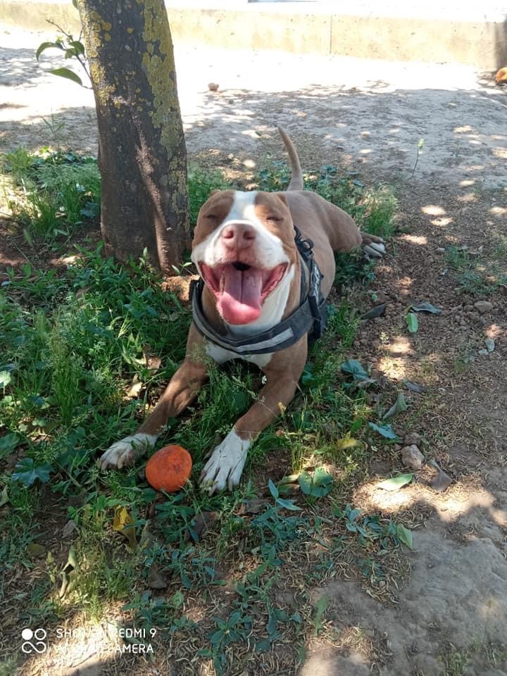 Ξεσπά η ιδιοκτήτρια του σκύλου που πυροβολήθηκε από αστυνομικό: Θα πληρώσει ο υπεύθυνος της εν ψυχρώ δολοφονίας 16 35EC542D 6325 420E 9983 EE713C5F9CC5