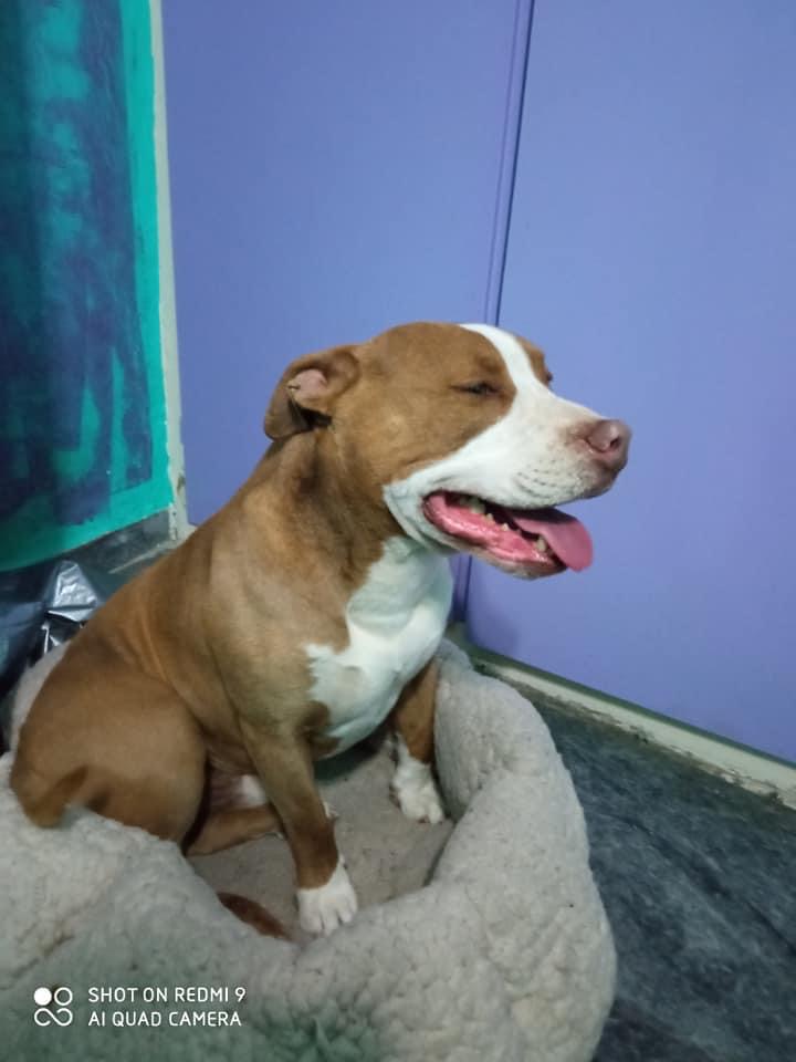 Ξεσπά η ιδιοκτήτρια του σκύλου που πυροβολήθηκε από αστυνομικό: Θα πληρώσει ο υπεύθυνος της εν ψυχρώ δολοφονίας 20 569A5897 8AED 4E09 B18B 0A97EEADD41A