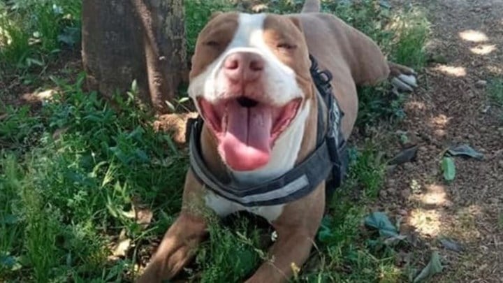 Ξεσπά η ιδιοκτήτρια του σκύλου που πυροβολήθηκε από αστυνομικό: Θα πληρώσει ο υπεύθυνος της εν ψυχρώ δολοφονίας 14 9738D13B D1A1 4F93 9EBB B6FF6C4EA0C5