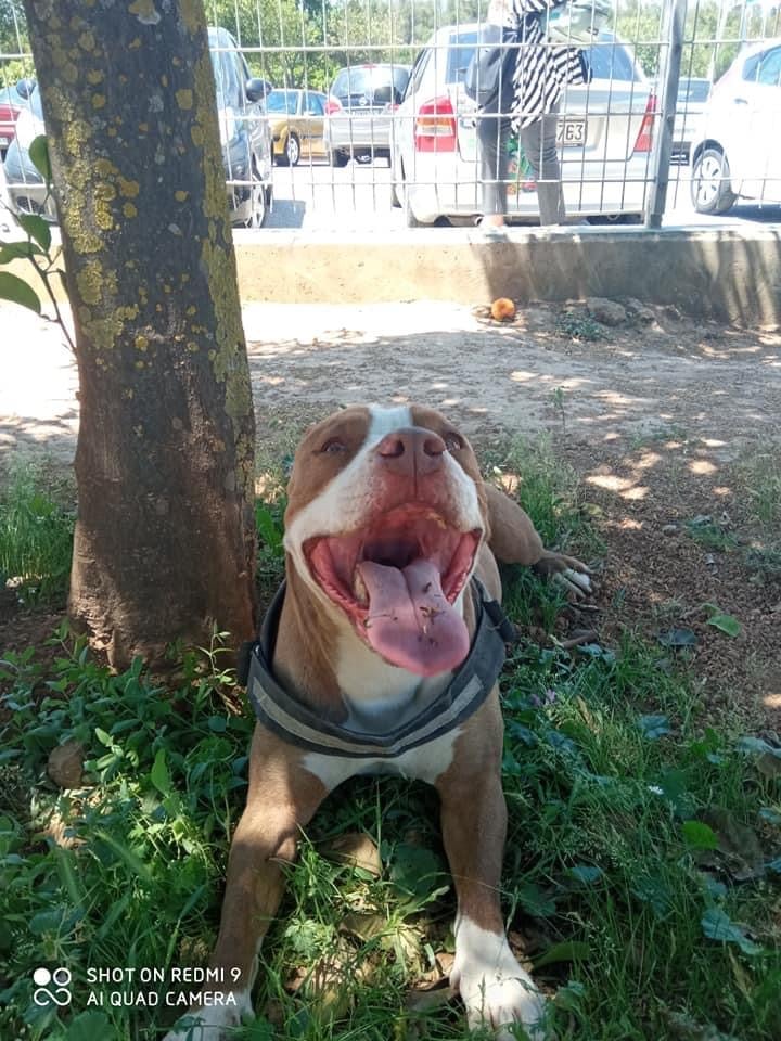 Ξεσπά η ιδιοκτήτρια του σκύλου που πυροβολήθηκε από αστυνομικό: Θα πληρώσει ο υπεύθυνος της εν ψυχρώ δολοφονίας 15 98E8F222 E1C4 472C 9A87 6A769B9CA711