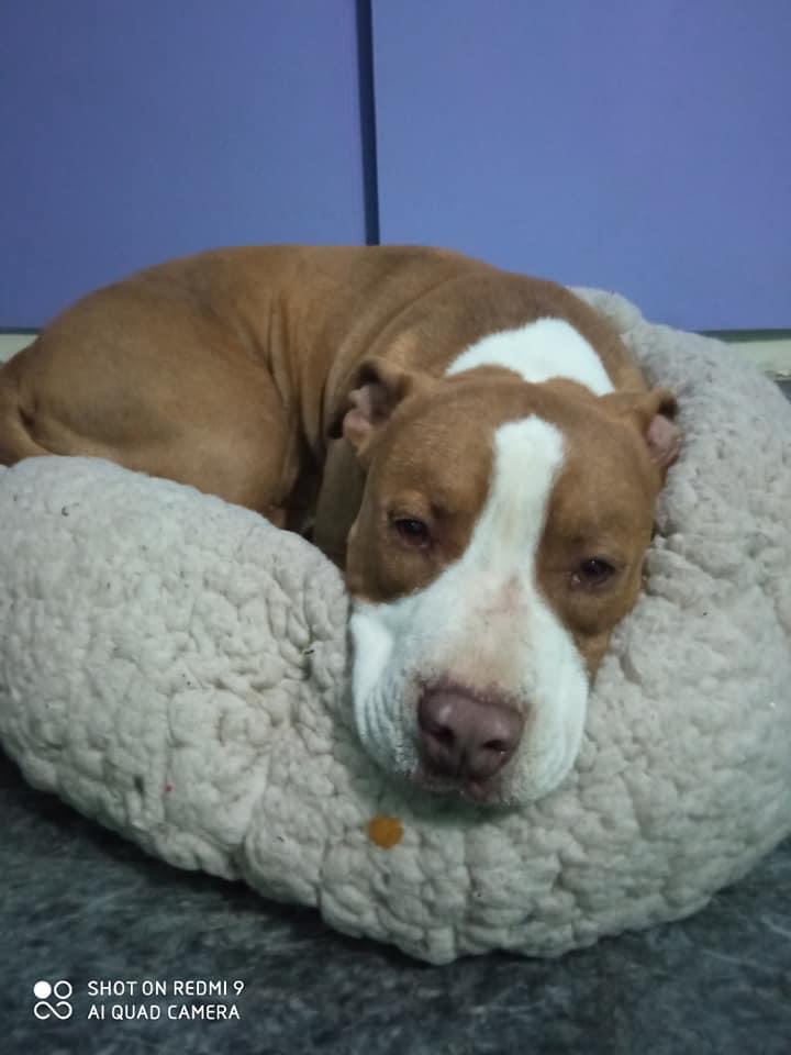 Ξεσπά η ιδιοκτήτρια του σκύλου που πυροβολήθηκε από αστυνομικό: Θα πληρώσει ο υπεύθυνος της εν ψυχρώ δολοφονίας 19 A8057491 8A63 48B8 9B2D 4887736239C3