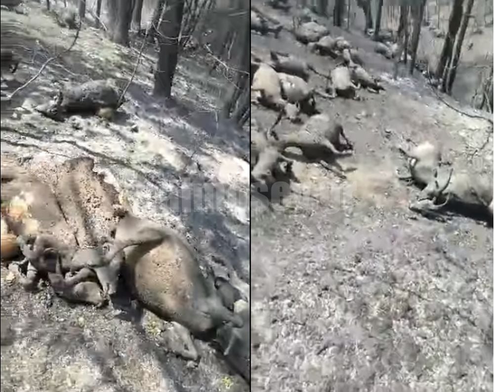 D9EE414B DC9B 4C64 A692 D208E5D59650