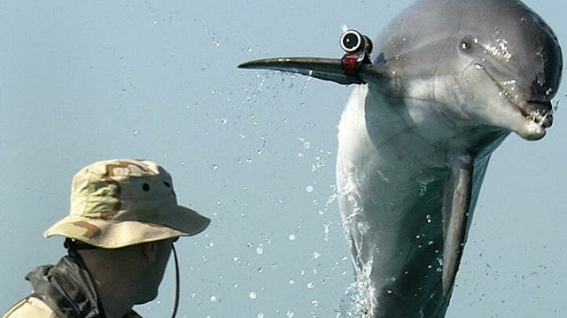 Η Ρωσία χρησιμοποιεί δελφίνια για να προστατεύσει τον στόλο της