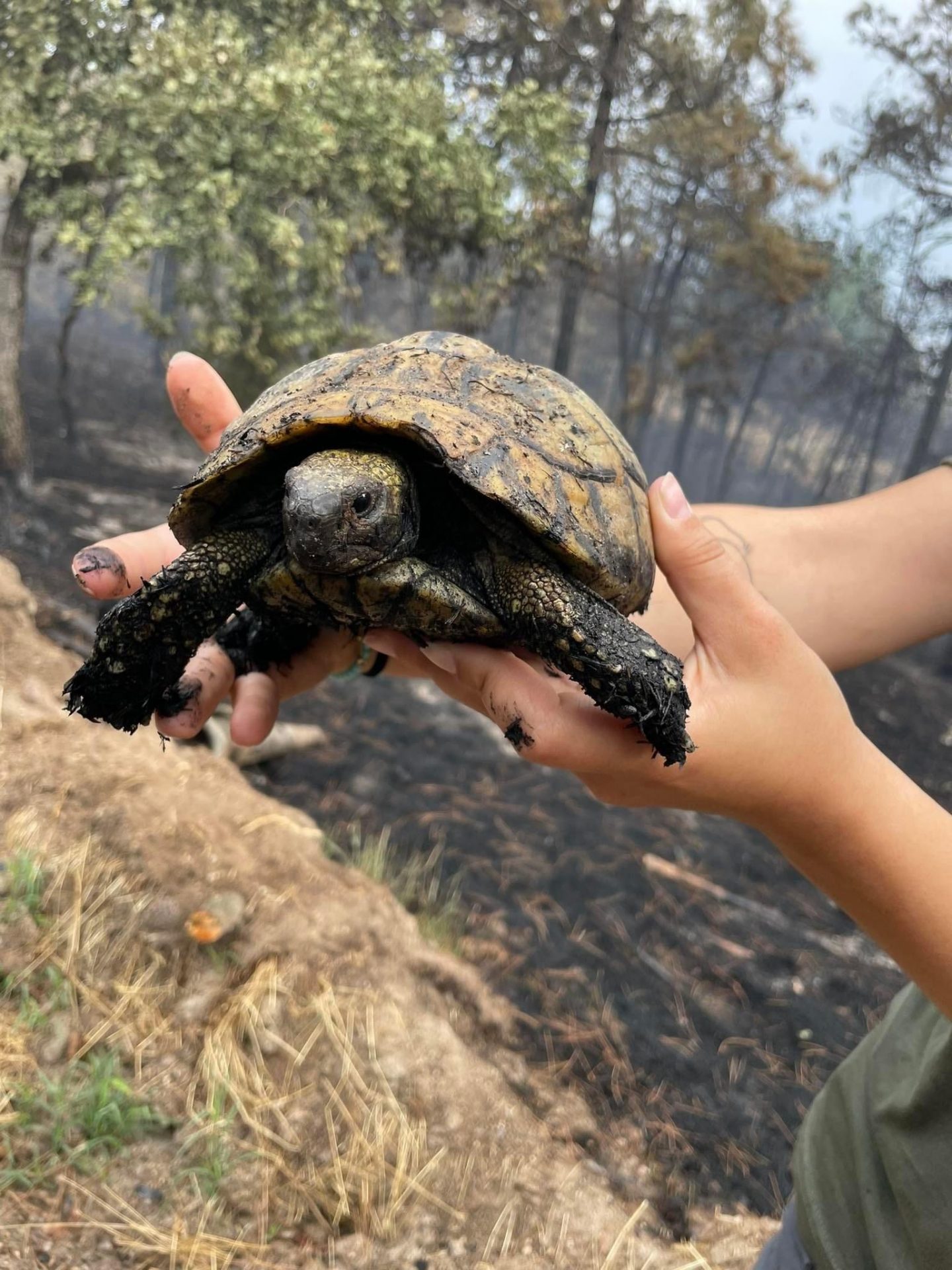 17AA5AE1 8080 4B4F 8A4A D022F96B5B5C