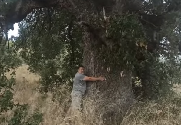 Βελανιδιά τουλάχιστον 500 ετών στην Σταμνά Μεσολογγίου