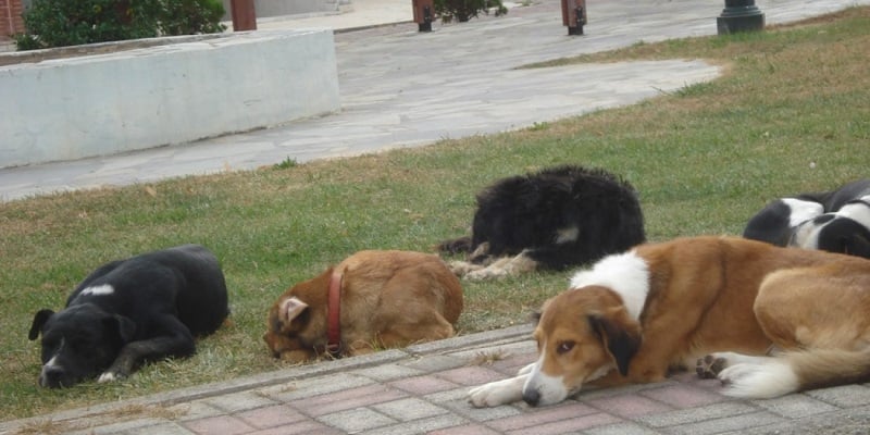4η Απριλίου, Παγκόσμια Ημέρα για τα Αδέσποτα Ζώα
