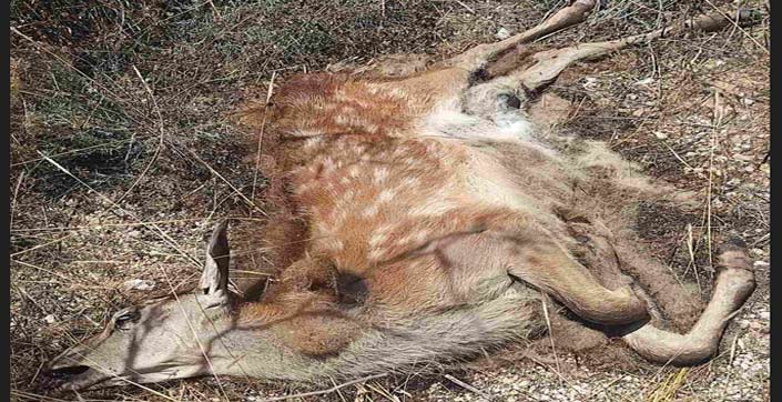 Ένα αθώο ελαφάκια βρέθηκε νεκρό στην περιοχή της Μπόσκιζας στις Αχαρνές