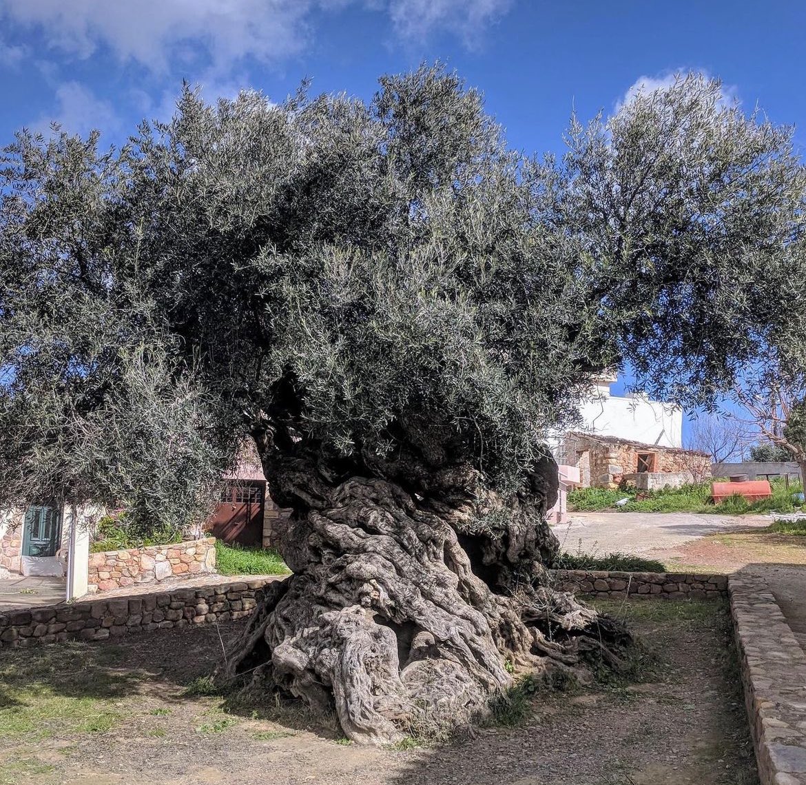 Η ελιά των Βουβών, ένα από τα παλαιότερα ελαιόδεντρα στον κόσμο