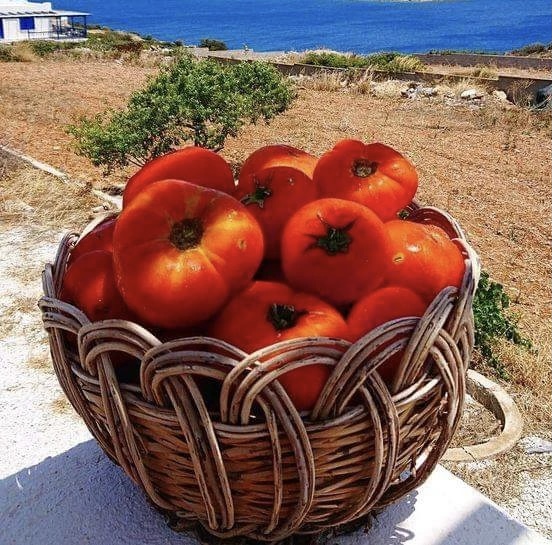 Παράνομες ελληνοποιήσεις: Συνολικά 4.000.000 κιλά ντομάτες από την Τουρκία χωρίς κανέναν έλεγχο