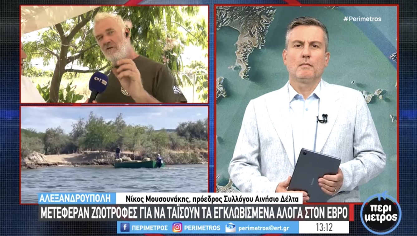 Μια σιωπηλή τραγωδία εκτυλίσσεται στον Έβρο, καθώς περίπου 150 άγρια άλογα έχουν εγκλωβιστεί χωρίς πρόσβαση σε πόσιμο νερό