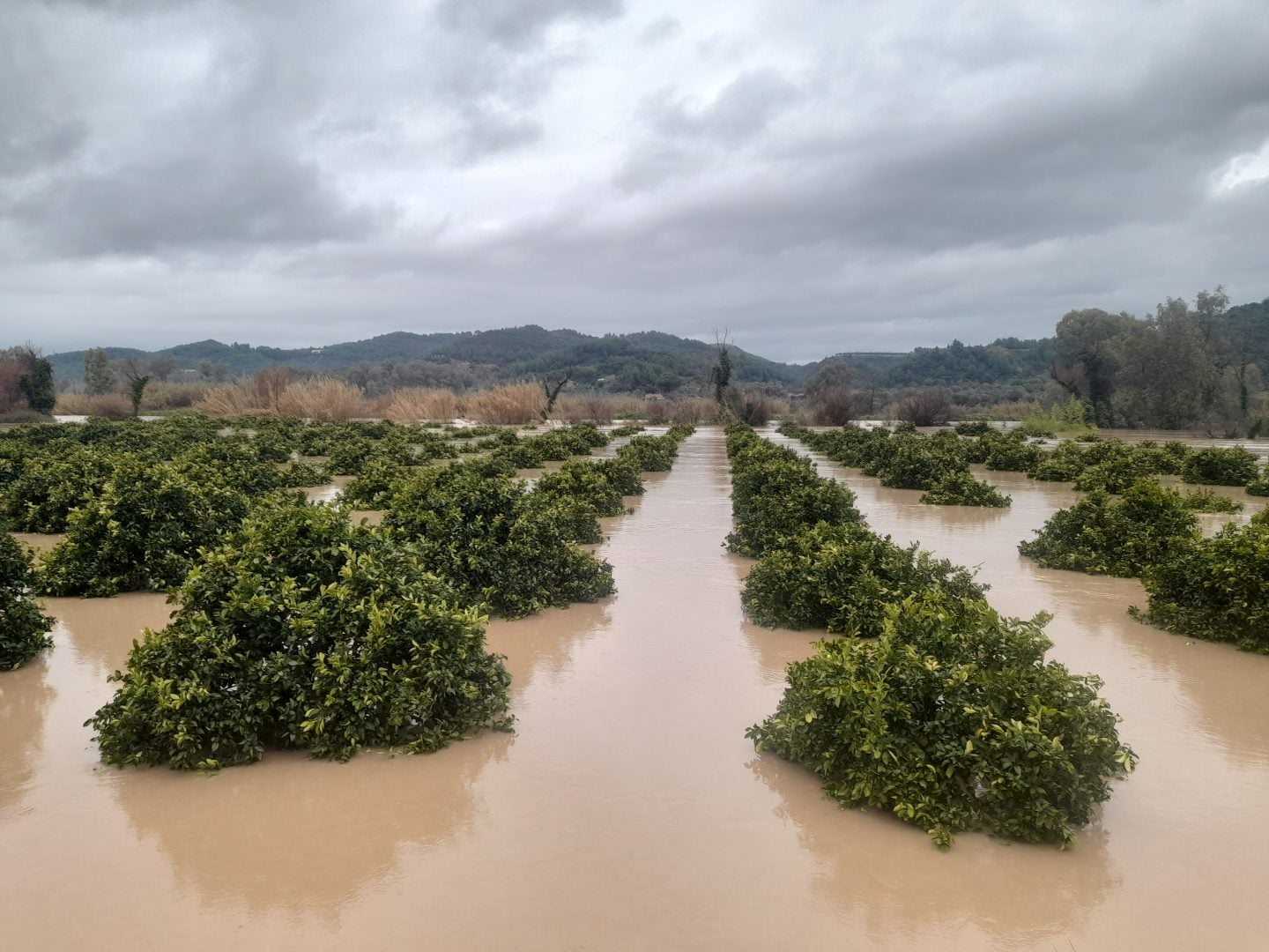 Ηλεία: Σε 40 ημέρες έχει βρέξει όσο σε μισό χρόνο