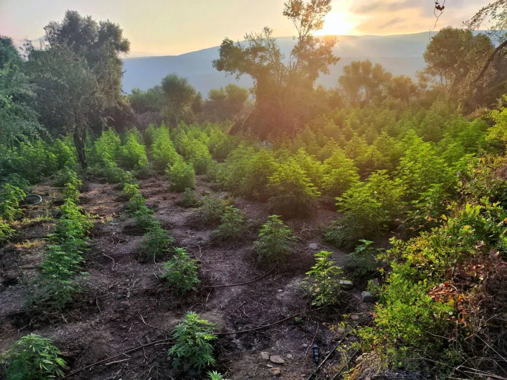 Φυτεία-μαμούθ με 1.532 δενδρύλλια κάνναβης εντοπίστηκε στη Μεσσηνία