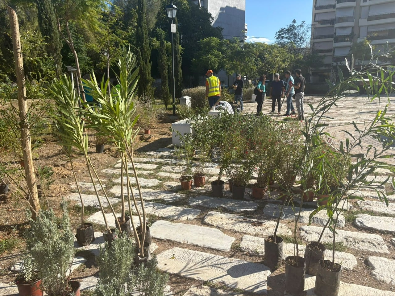 Η Αθηνά πρασινίζει: Νέες φυτεύσεις στα Σεπόλια 12 IMG 4750